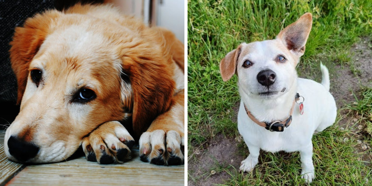 Jak_spravne_strihat_psum_drapy_3